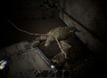 Crayfish