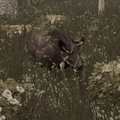Boar