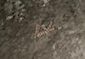 Thumbnail for version as of 20:54, 23 June 2026